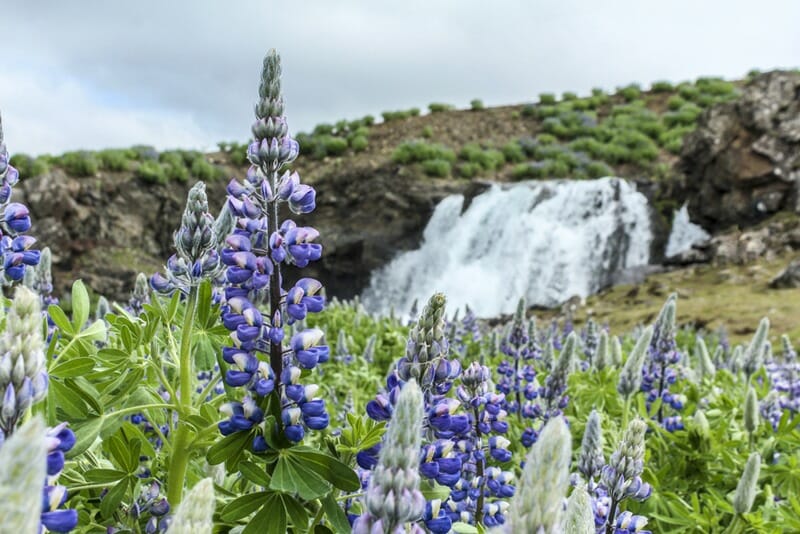 Arctic lupines in front of Hvalfjordur waterfall in Iceland