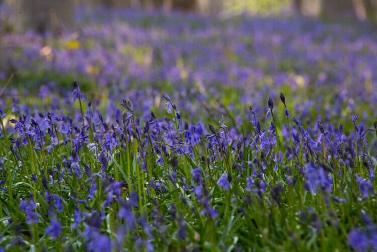 The bluebells flowers during springtime in Hallerbos, Halle, Belgium