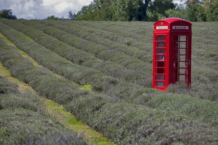 A field of lavender at Mayfield Lavender farm on the Surrey Downs. Red phone booth as a tourist attraction