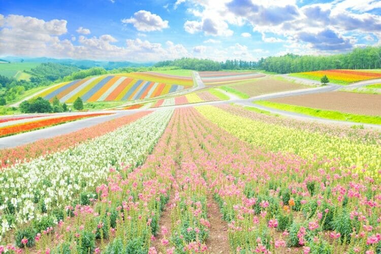 Flower fields at Shikisai no Oka in Hokkaido Japan