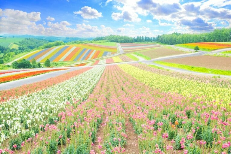 15 Breathtaking Flower Fields Around the World That You Have to Frolic ...