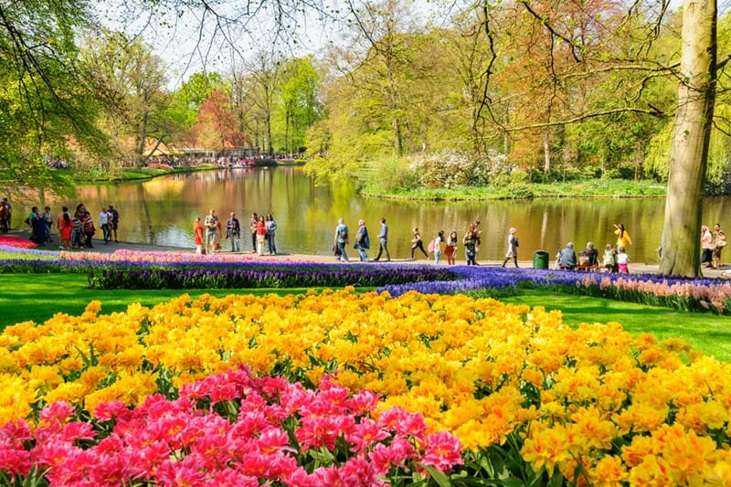 Luxury flowerbeds in Keukenhof, the world's largest flower and tulip garden park in South Holland