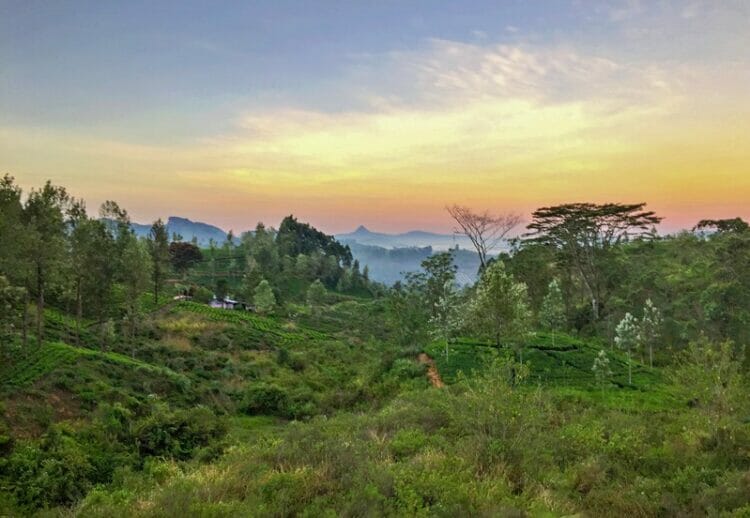 Sunrise view of tea plantations and Adam's peak from a train in Sri Lanka