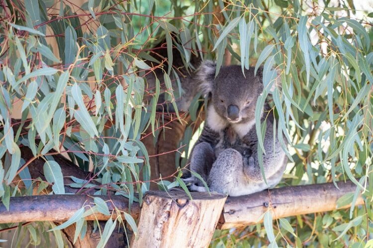 Koalas at Caversham Wildlife Park in Western Australia