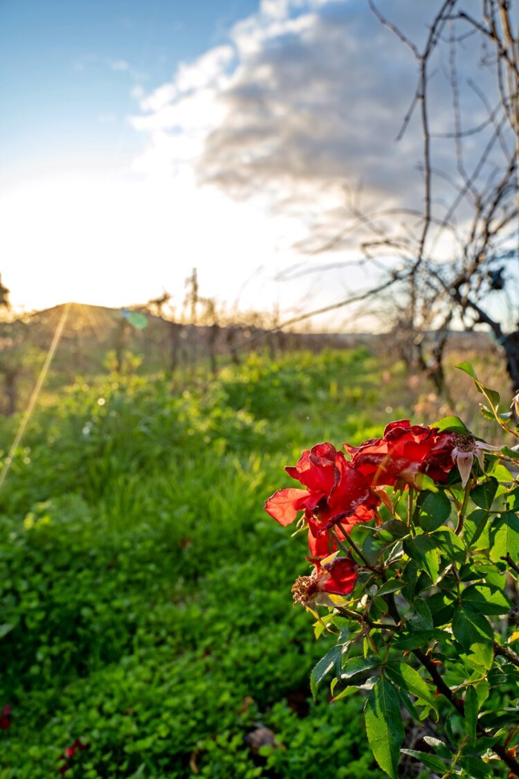 Red roses in vineyards in the Swan Valley wine region