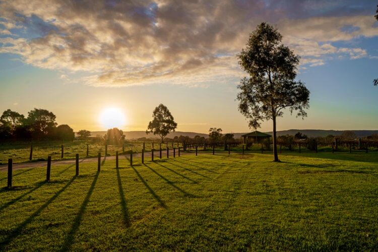 Sunrise in the Swan Valley wine region in Western Australia