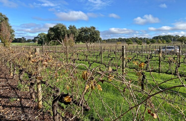 Vineyards at Mandoon Estate in Swan Valley Western Australia