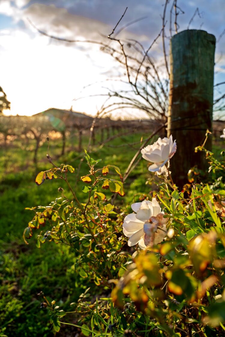 White roses in vineyards in the Swan Valley wine region