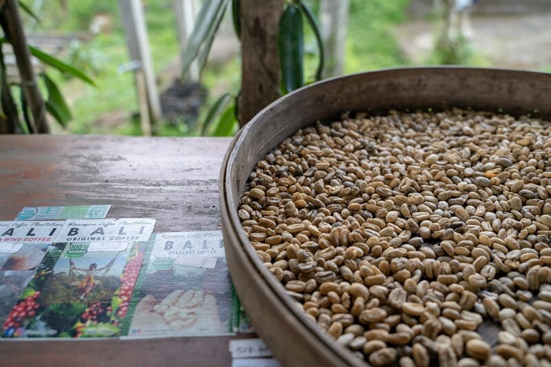 Coffee beans in Munduk area in Bali Indonesia