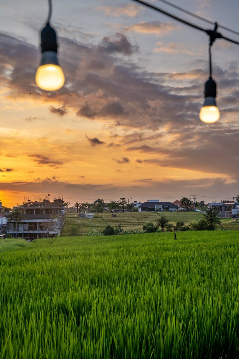 Rice fields in Canggu Bali