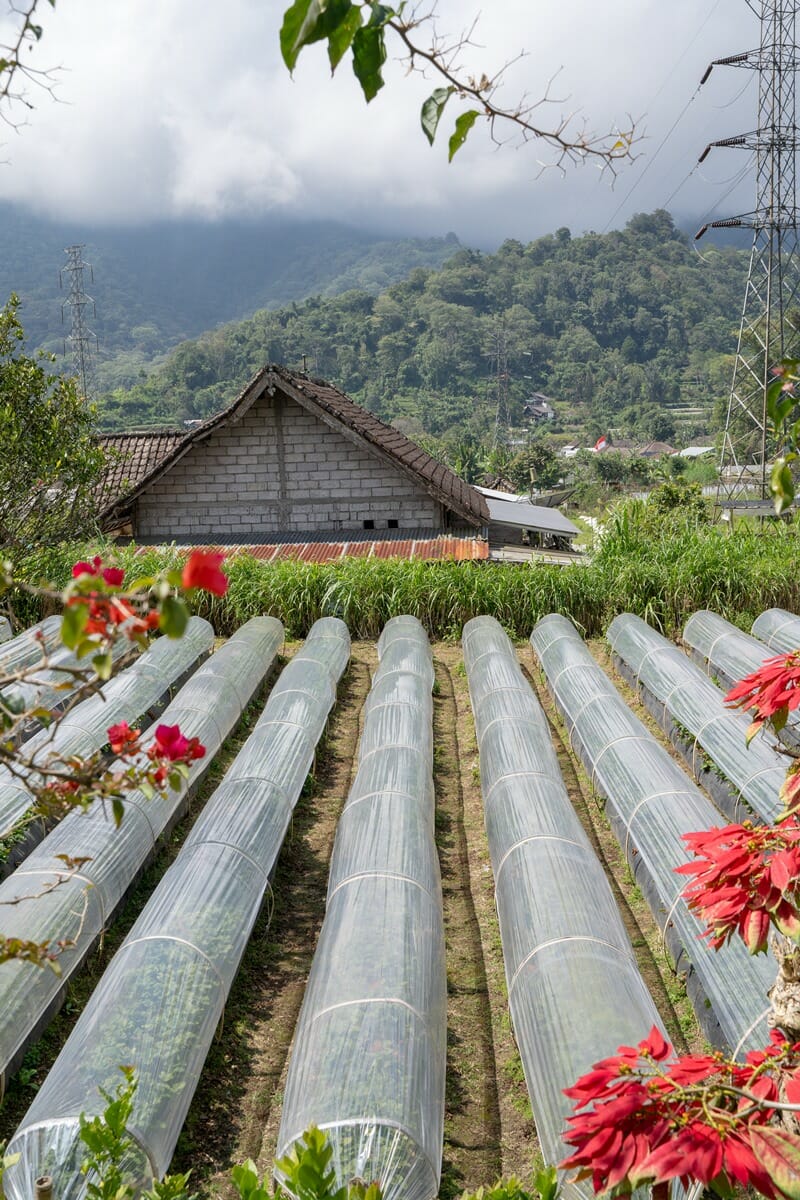 Strawberry farm in Bedugul in Bali near Munduk