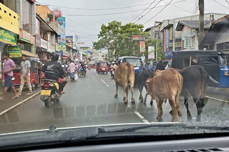 Cows in Dickwella town in Sri Lanka