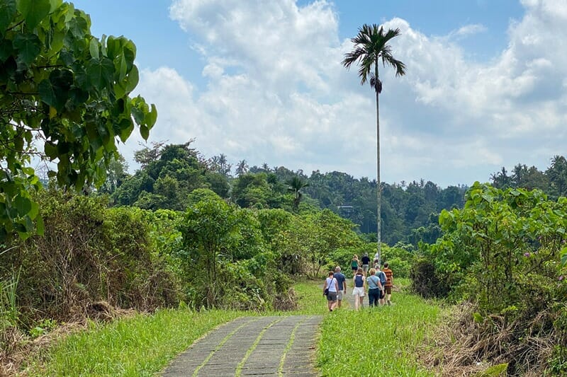 Palm tree on Campuhan Ridge Walk in Ubud Bali