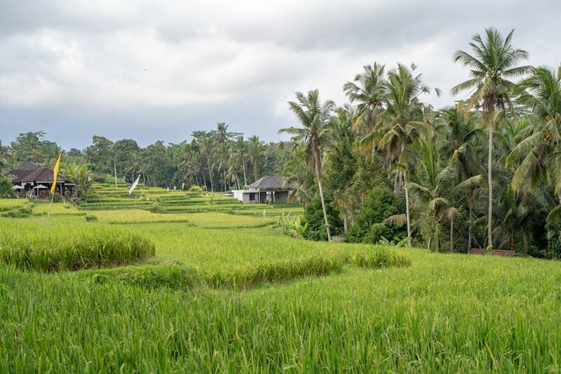Rice fields in Ubud Bali