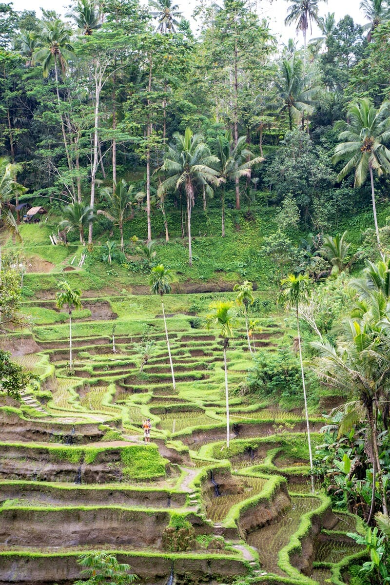 Tegallalang Rice Terraces in Ubud Bali