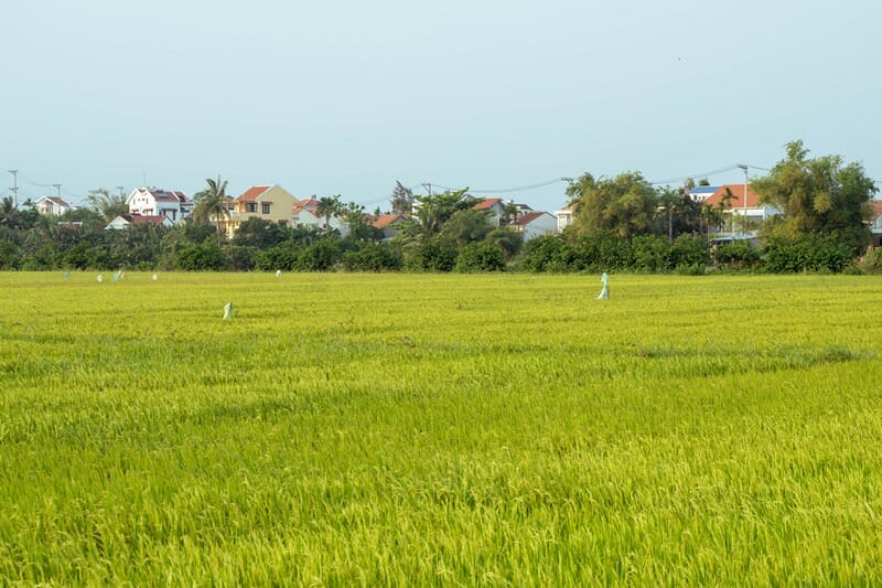 Rice paddies in Hoi An Vietnam
