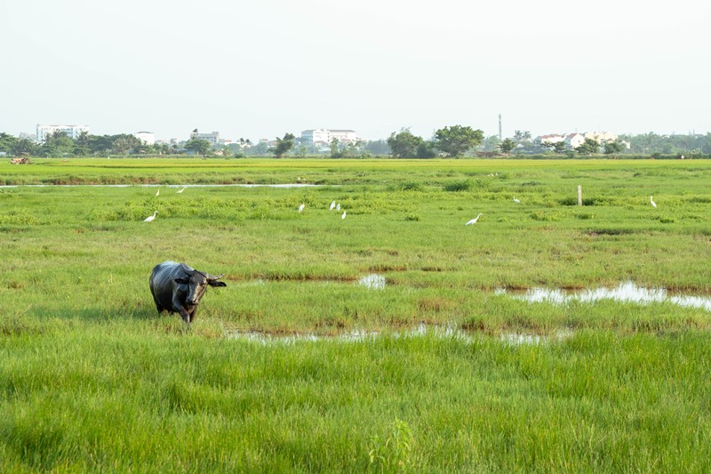 Water buffalo in rice fields in Hoi An Vietnam