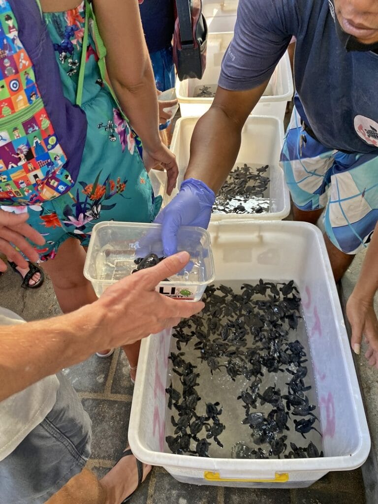 Baby sea turtles in plastic tubs at the Kuta Sea Turtle Conservation Center in Bali
