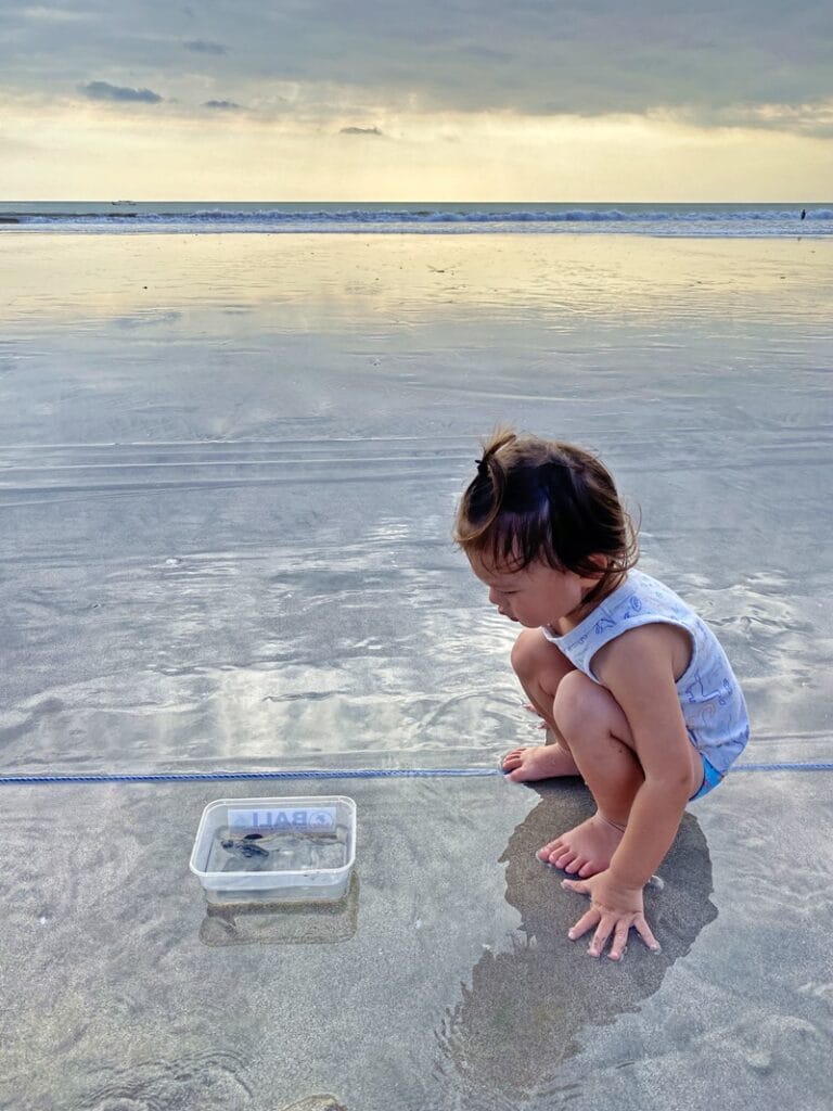 Child looking at baby sea turtle in Bali