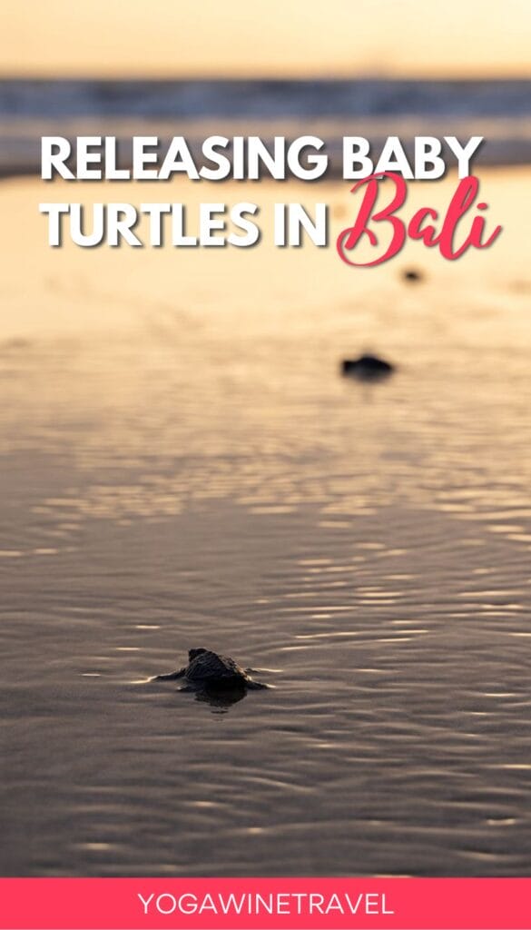 Releasing Baby Turtles in Bali With The Bali Sea Turtle Society