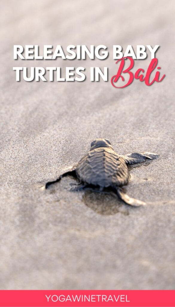 Releasing Baby Turtles in Bali With The Bali Sea Turtle Society