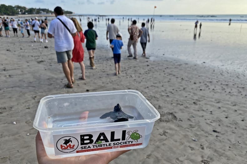 Releasing baby sea turtles in Bali on Kuta Beach