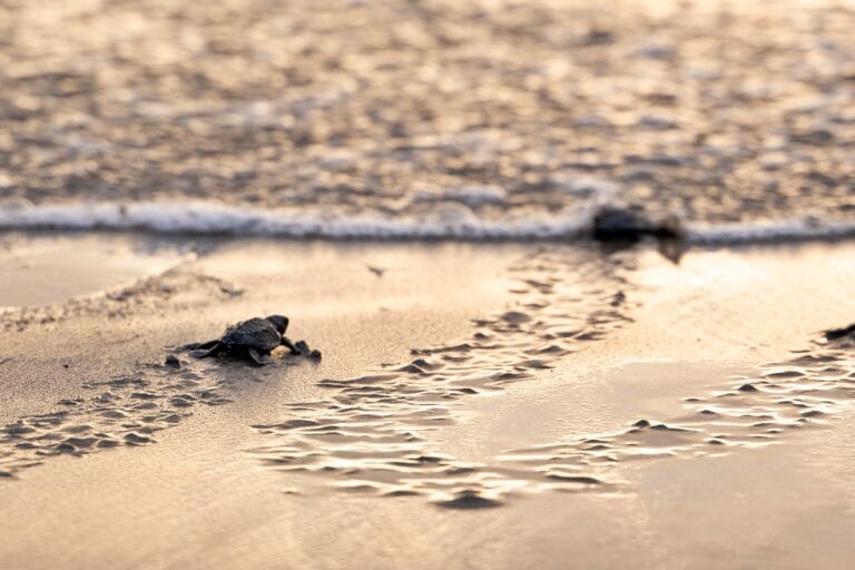 Releasing Turtles in Bali: Is It Ethical?