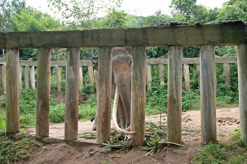 Bull elephant at Samui Elephant Haven in Koh Samui Thailand