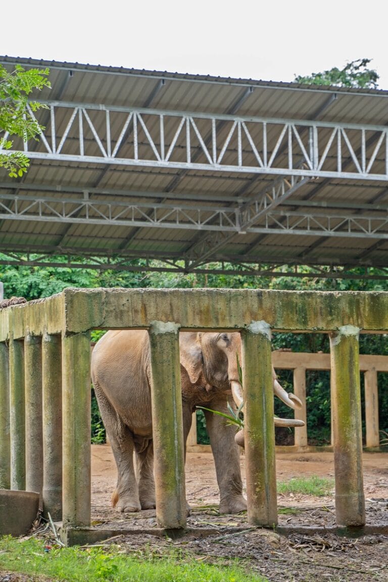 Bull elephant at Samui Elephant Haven in Koh Samui Thailand