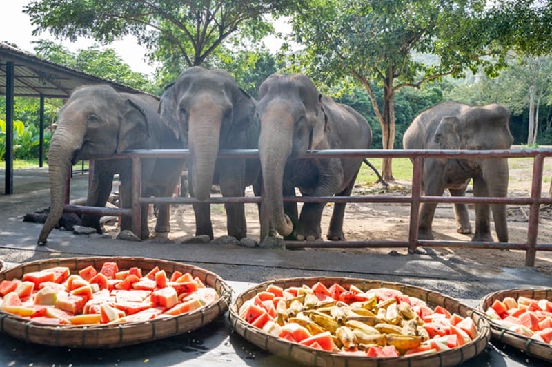 Elephant tour at Samui Elephant Haven in Koh Samui Thailand