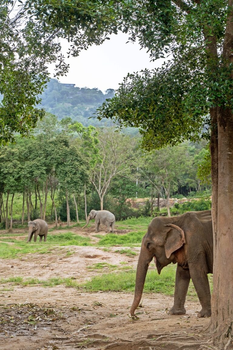 Elephants at Samui Elephant Haven Koh Samui elephant sanctuary in Thailand