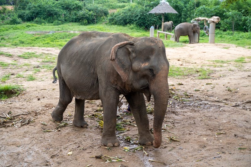 Elephants at Samui Elephant Haven elephant sanctuary in Koh Samui Thailand