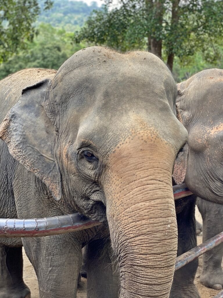 Elephants at Samui Elephant Haven in Koh Samui Thailand