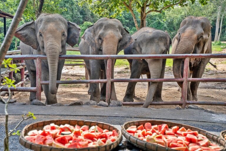 Samui Elephant Haven: Ethical Elephant Sanctuary in Koh Samui