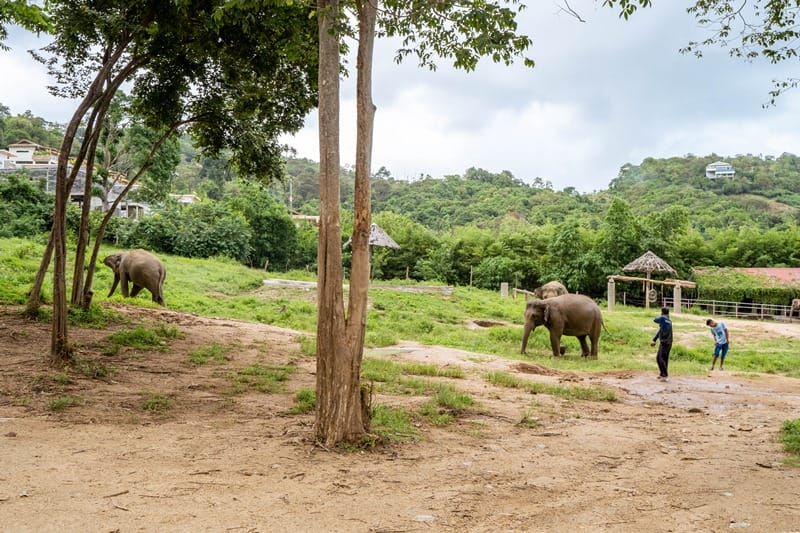 Elephants roaming the grounds at Samui Elephant Haven in Koh Samui