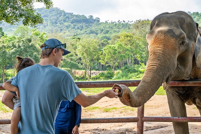 Feeding elephant at Samui Elephant Haven in Koh Samui Thailand