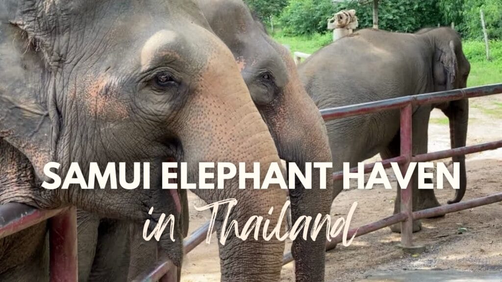 Samui Elephant Haven in Thailand video thumbnail
