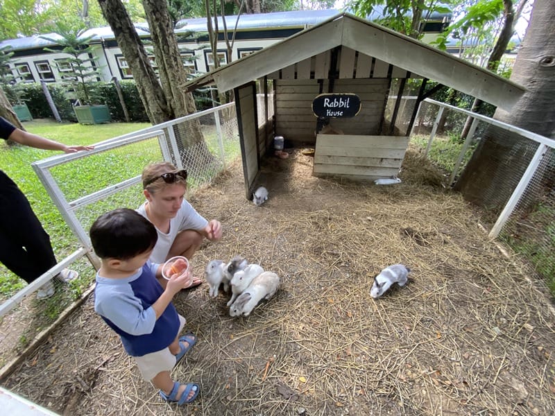Feeding the rabbits at Intercontinental Khao Yai Resort in Thailand