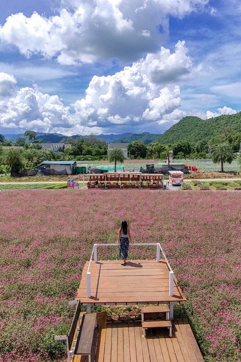 Hokkaido Flower-Park drone photo in Khao Yai Thailand