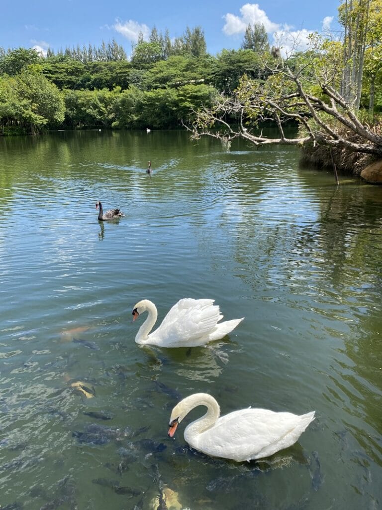 Swans at the Khao Yai Intercontinental Resort in Thailand