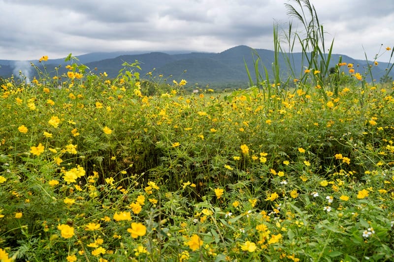 View of Khao Yai mountains in Thailand