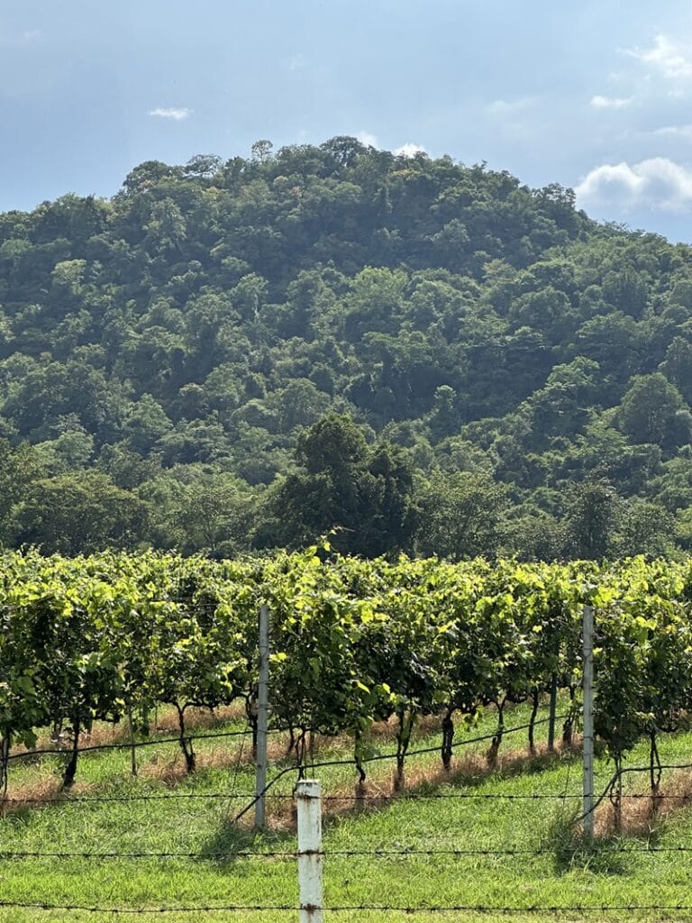 Vineyards in Khao Yai in Thailand