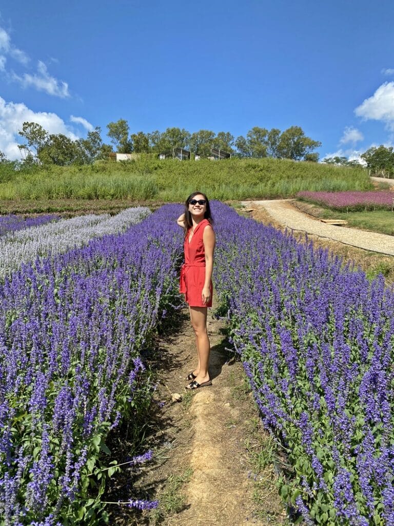 Lavender fields at flower farm in Khao Yai in Thailand