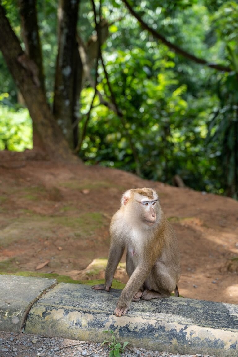 Monkey in Khao Yai National Park in THailand