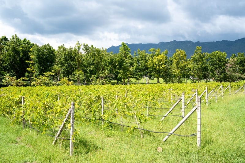 Vineyards in Khao Yai in Thailand
