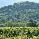 Vineyards in Khao Yai in Thailand