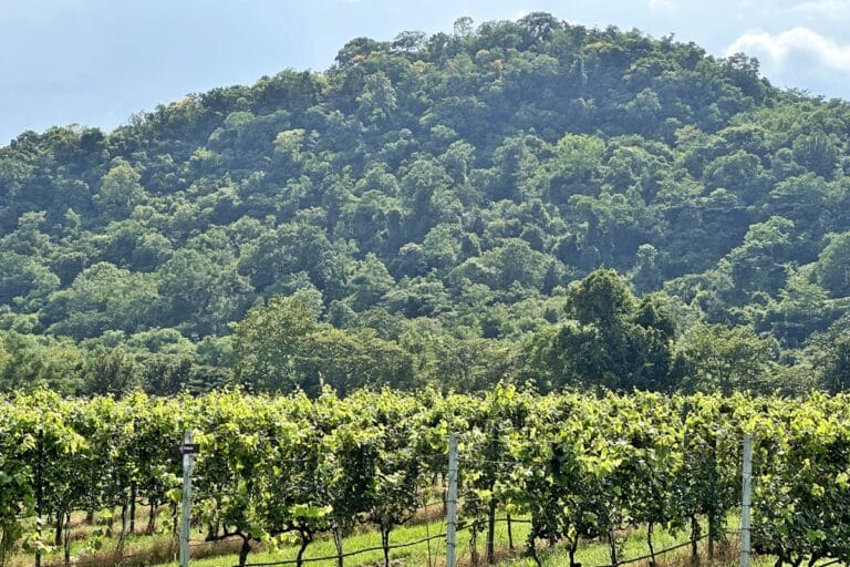 Vineyards in Khao Yai in Thailand