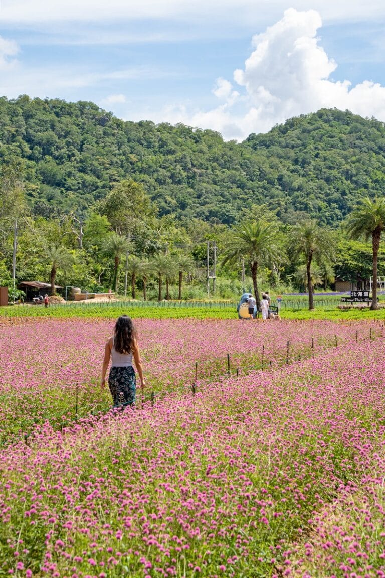 Walking through Hokkaido Flower Farm in Khao Yai in Thailand