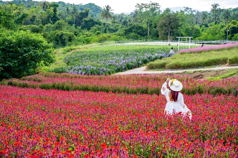 Woman posing in flower field at Floryday in Khao Yai in Thailand