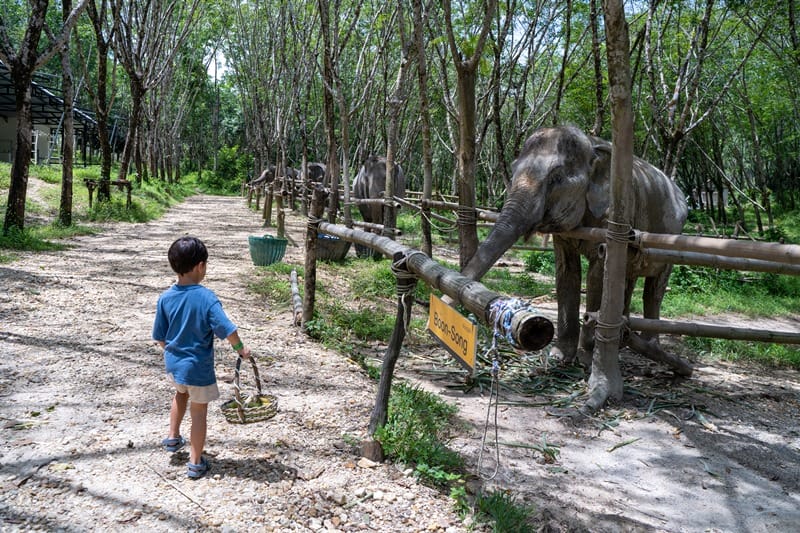 Khao Lak Elephant Sanctuary in Khao Lak Thailand